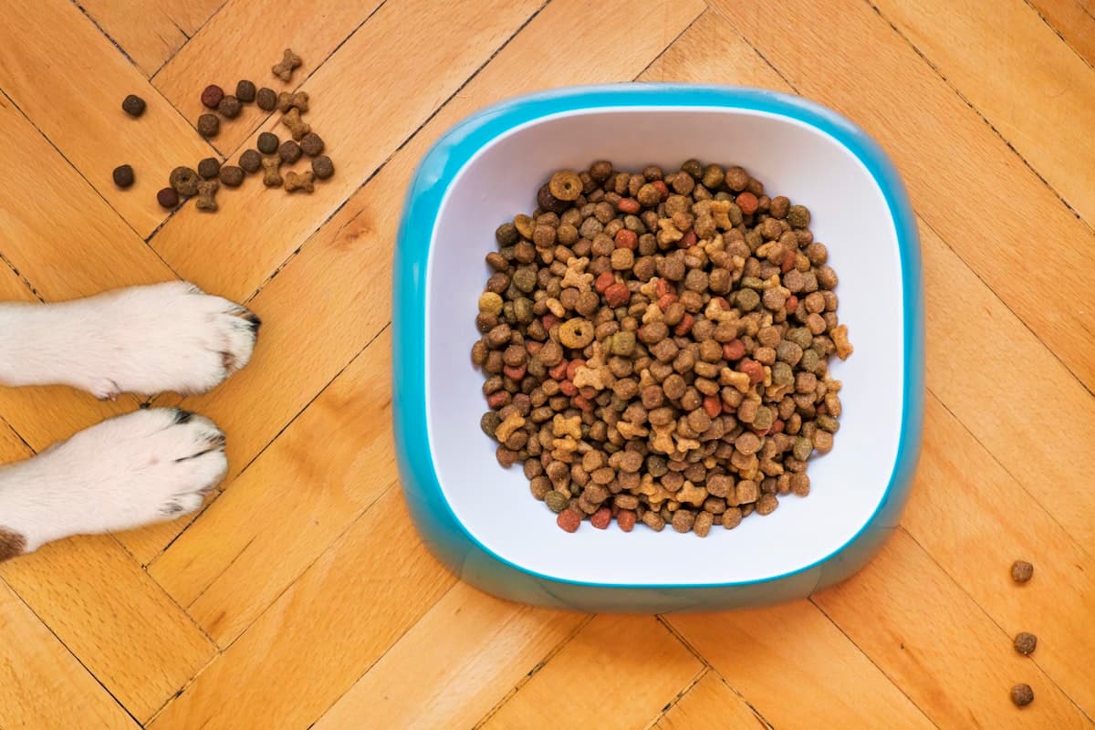 Drools Focus Puppy Dry Food, 1.2kg